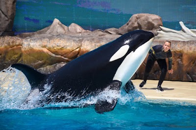 Orca Encounter