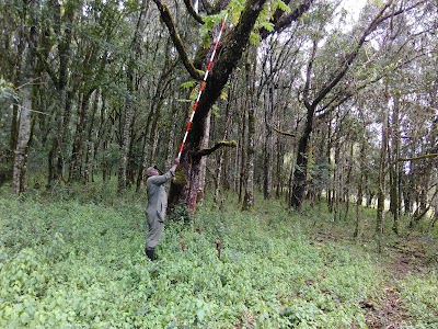 Photos of Kapcherop Forest