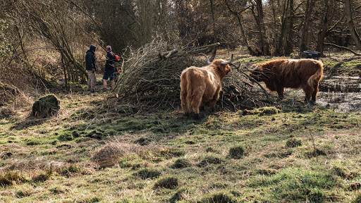 Whitwell Common - Visual