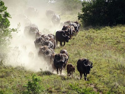 Photos of Gorah Elephant Camp