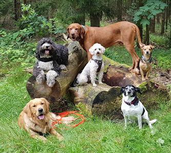 Hansepfoten - Gassiservice Langenharmer Weg 5A, 22846 Norderstedt, Deutschland