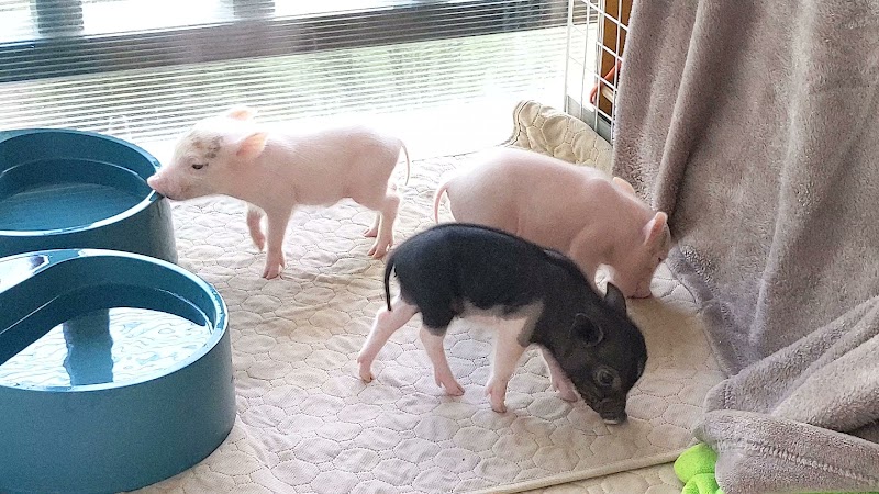 【Piglets】マイクロブタブリーダー直接販売店