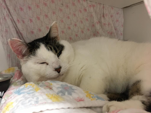 Nine Lives Cat Center - Thumbnail