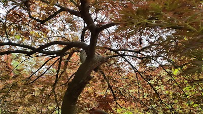 Photos of Tambours Garden