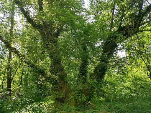 Baum im Baum - Visual