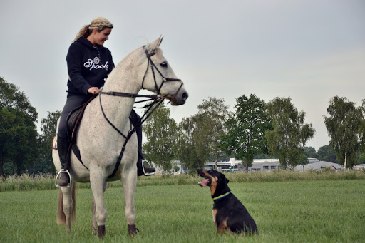 Britta Heitmann Hundephysiotherapie und Verhaltenstraining - Thumbnail