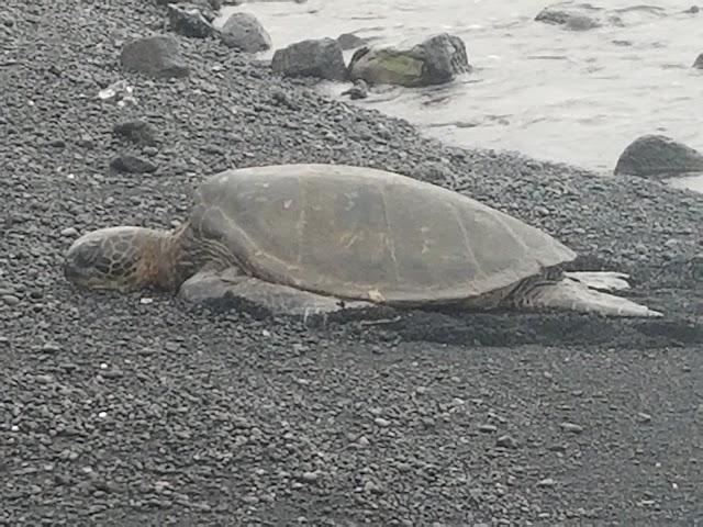 Punalu'u Black Sand Beach camping