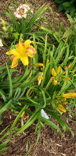 Deb's Daylilies - Thumbnail