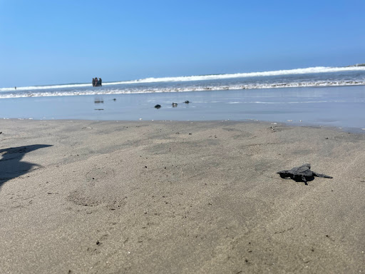 Campamento Tortuguero “Playa Hermosa” - Thumbnail