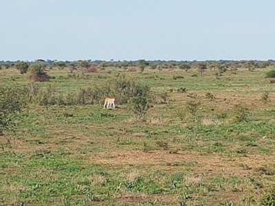 Photos of Letaba Rest Camp