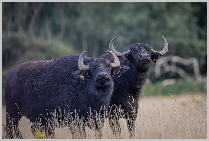 Watatunga Wildlife Reserve by null