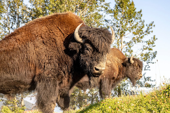 Alaska Wildlife Conservation Center by null