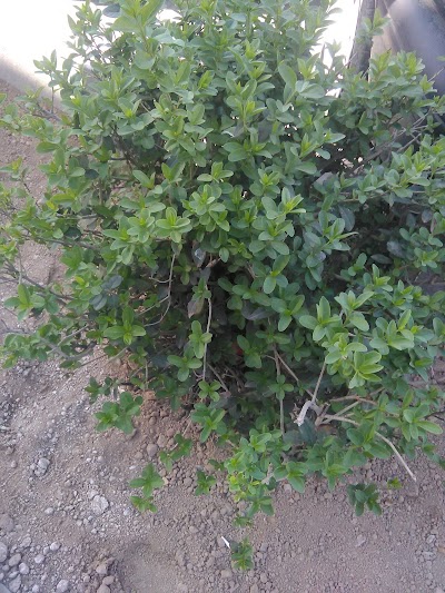 Photos of گلفروشی میخک طلایی