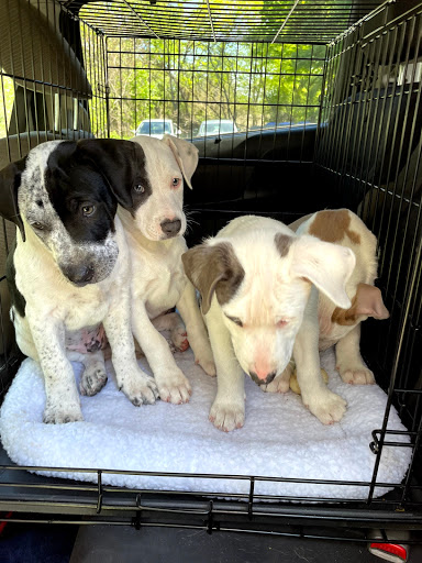 Briar Patch Veterinary Hospital - Thumbnail