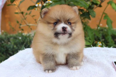 Photos of K Puppy Pet Shop