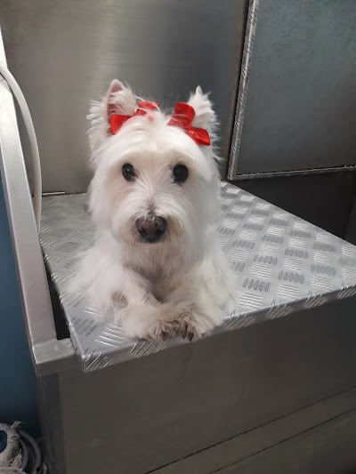 Photos of Spa Mascotas