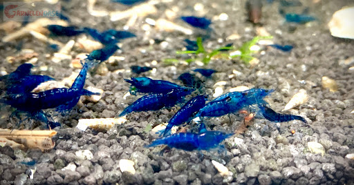 Garnelenoase Sandra Schlößer - Thumbnail