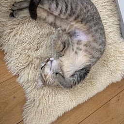 Photo n°5 de Accro'pattes & Moustaches à Béhoust (Association pour la protection des animaux)