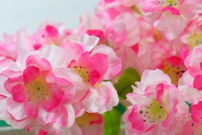 Photos of Black Tulip Flowers (Matajer Mall - Sharjah)