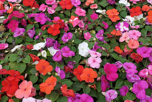 Kay-Dee's Gardens - Thumbnail