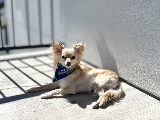 CityVet | South Austin - Thumbnail