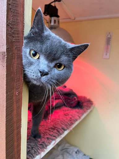 Ringtail Cattery - Visual