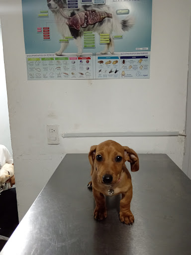 Clínica Veterinaria Coral