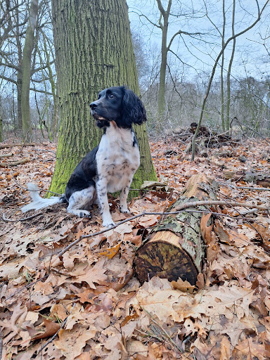 Hondentraining de Lange Boom - Thumbnail