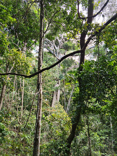 Sea Acres Rainforest Boardwalk - Thumbnail