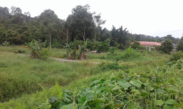 Semenggoh Nature Reserve