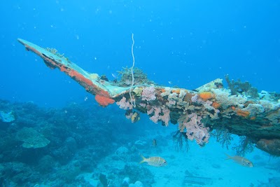 Photos of Blue Lagoon Dive Shop