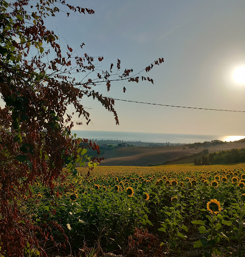 San costanzo - Thumbnail