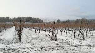 Photo n°3 de PATRICK AUGIER EARL à Saint-Saturnin-lès-Apt (Ferme bio)