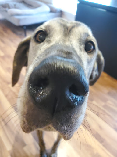 Wags Pet Grooming and Boarding - Thumbnail