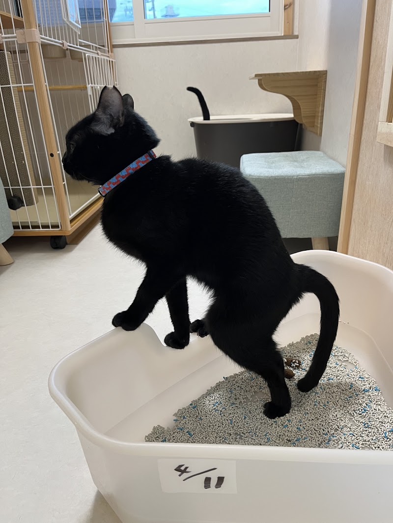 保護ねこ施設 CATS WELCARE キャッツウェルケア ドーム前店
