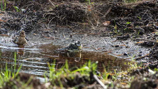 Vogelkijkhut Schaarsbergen - Thumbnail