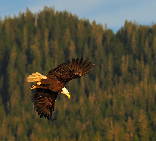 Wrangell Harbor Master - Visual