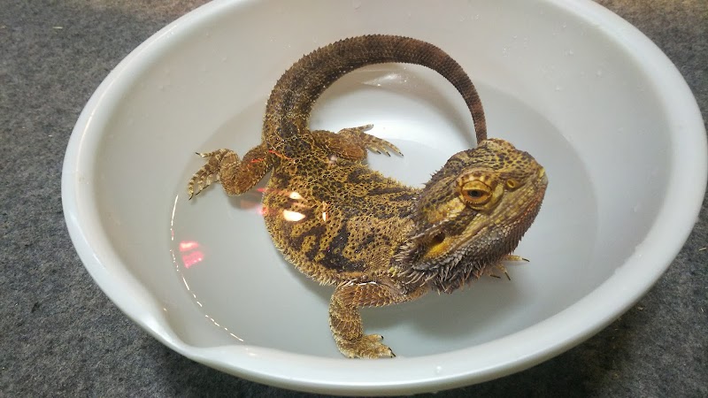 駄菓子屋すーさん