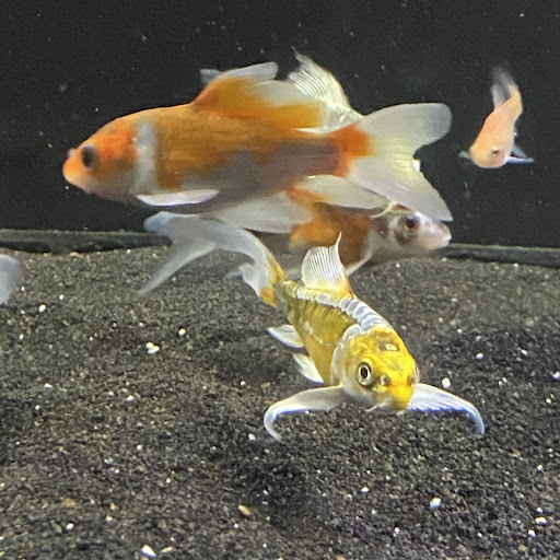 Xochi Aquatic - Thumbnail