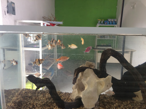 AquaPets - Visual