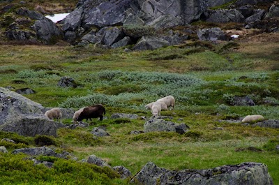 Photos of Rembesdalsseter