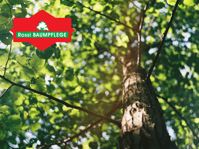Baumpflege Rossi