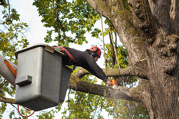 Dependable Tree Service