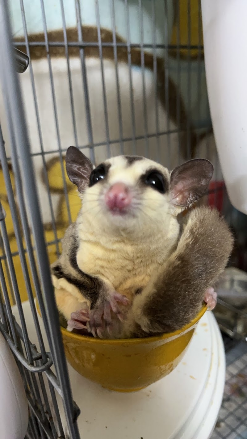 LeaVillageフクロモモンガ