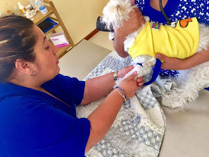 Veterinarias AQPaws 9