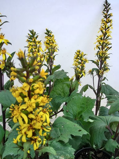 Evergreen Nursery, Inc. photo