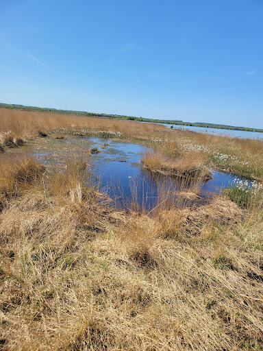 Naturerlebnis am prähistorischen Bohlenweg im Aschener/Heeder Moor - Thumbnail