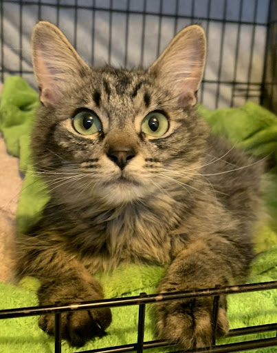 City of Great Falls Animal Shelter - Thumbnail
