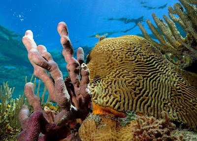 Photos of TGI Diving Roatan Henry Morgan