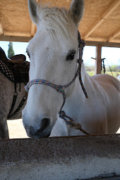 Photo n°6 de Promenade à cheval Layalle à Saintes-Maries-de-la-Mer (Centre de randonnée équestre)